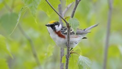 Birds Canada male Warblers