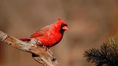 Birds cardinal