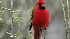 Birds cardinal Northern Cardinal