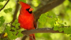 Birds cardinal Northern Cardinal