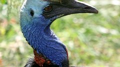 Birds cassowary
