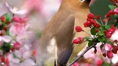 Birds cedar waxwing