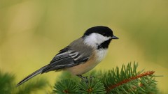 Birds chickadee