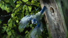 Birds chickadee Birdhouses blue tit