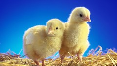 Birds Chickens baby chicks