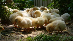 Birds Chickens chicks (chickens)