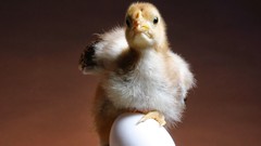 Birds Chickens eggs chicks (chickens) baby birds