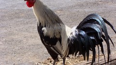 Birds Chickens roosters