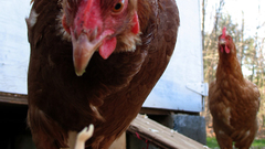 Birds Chickens roosters