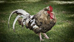 Birds Chickens roosters