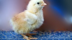 Birds chicks (chickens)