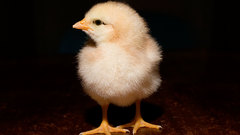 Birds chicks (chickens) baby