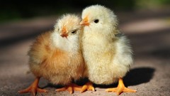 Birds chicks (chickens) baby birds