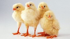 Birds chicks (chickens) baby birds