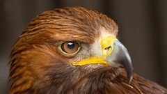 Birds close-up Eagles