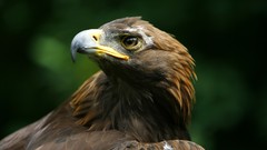 Birds close-up Eagles