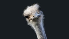 Birds close-up ostrich