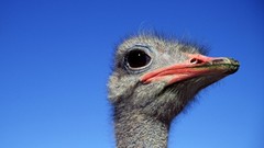 Birds close-up ostrich blue skies