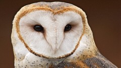 Birds close-up Owls barn owl