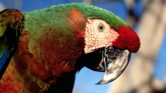 Birds close-up Parrots