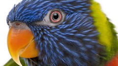 Birds close-up Parrots