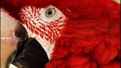 Birds close-up Parrots