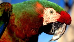Birds close-up Parrots
