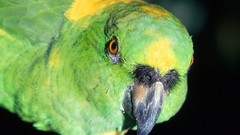 Birds close-up Parrots amazon