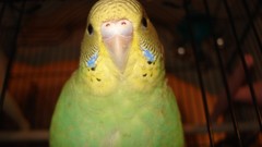 Birds close-up Parrots cage budgerigar parakeets