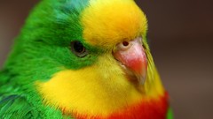 Birds close-up Parrots multicolor