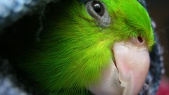 Birds close-up Parrots national geographic