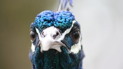 Birds close-up Peacocks