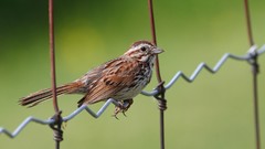 Birds close-up sparrow Chain Link Fence
