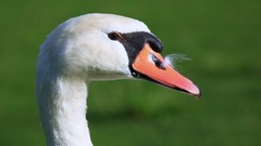 Birds close-up Swans