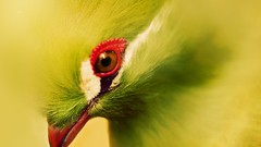 Birds close-up Turaco