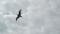 Birds clouds Animals