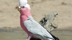 Birds cockatoo