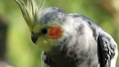 Birds cockatoo
