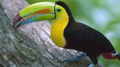 Birds Colorado Panama toucans