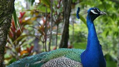 Birds colors Peacocks