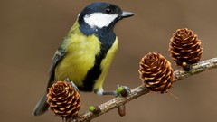 Birds cones Great Tit