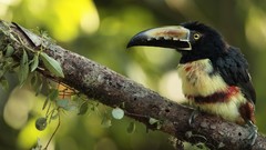 Birds costa rica toucans