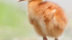 Birds Cranes baby birds