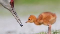 Birds Cranes baby birds