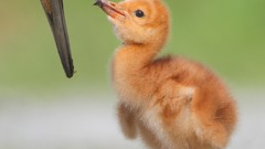 Birds Cranes baby birds
