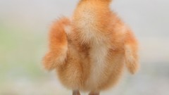 Birds Cranes baby birds