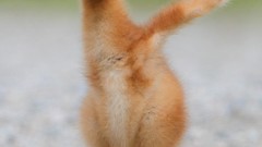 Birds Cranes baby birds