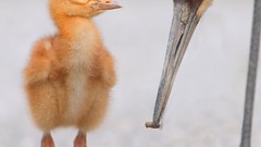 Birds Cranes baby birds