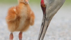 Birds Cranes baby birds