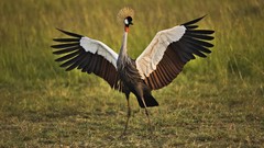 Birds Cranes dancing Grey Crowned Crane